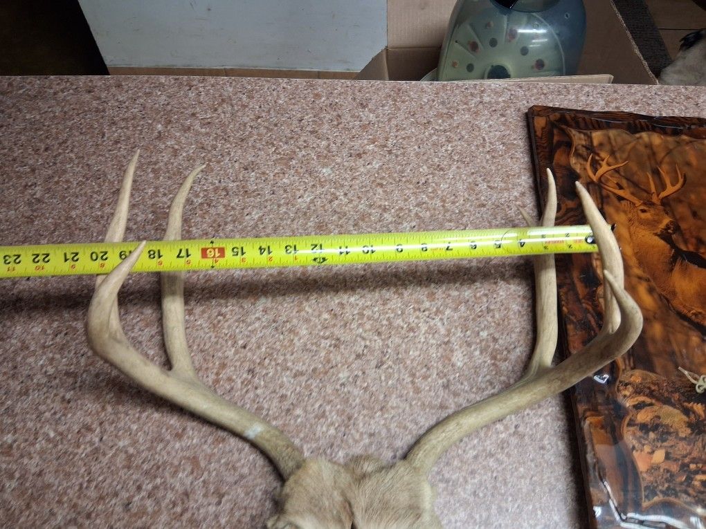 Deer mounted on wood polyurethane clock and antlers.