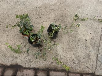 English Ivy 5$ each