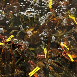 LIVE LOBSTERS 