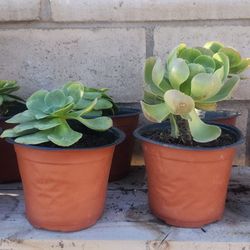 4" High Potted Succulent Plant. Aeonium Haworthi (Pinwheel)