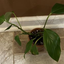 Rhapidophora  Decursiva House Plant