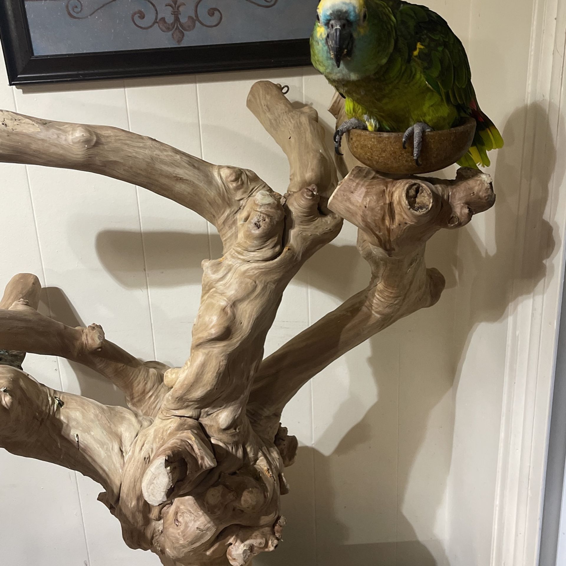 Bird Tree For Sale 