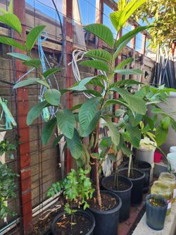Guava Tree (3 ft) for Sale
