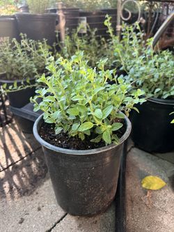 Mexican Oregano $6 Each