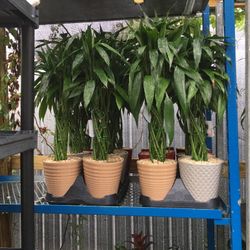 Lucky Bamboo In Ceramic Pot. SPECIAL PRICE !!