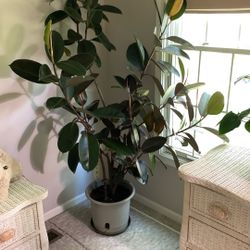 Ficus Plant 