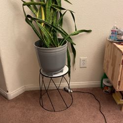 Plant Stand 