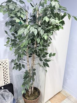 Plant Decor