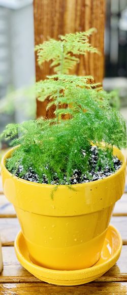 Live indoor Asparagus Plumosa Fern house plant in a ceramic planter flower pot with base included—firm price