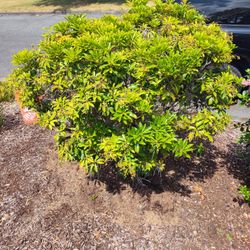 Free Established Bush (You Dig)