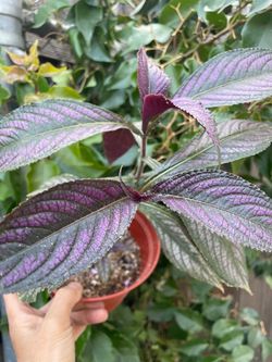 Purple Persian shield, exact plant in video indoor or outdoor; 95820