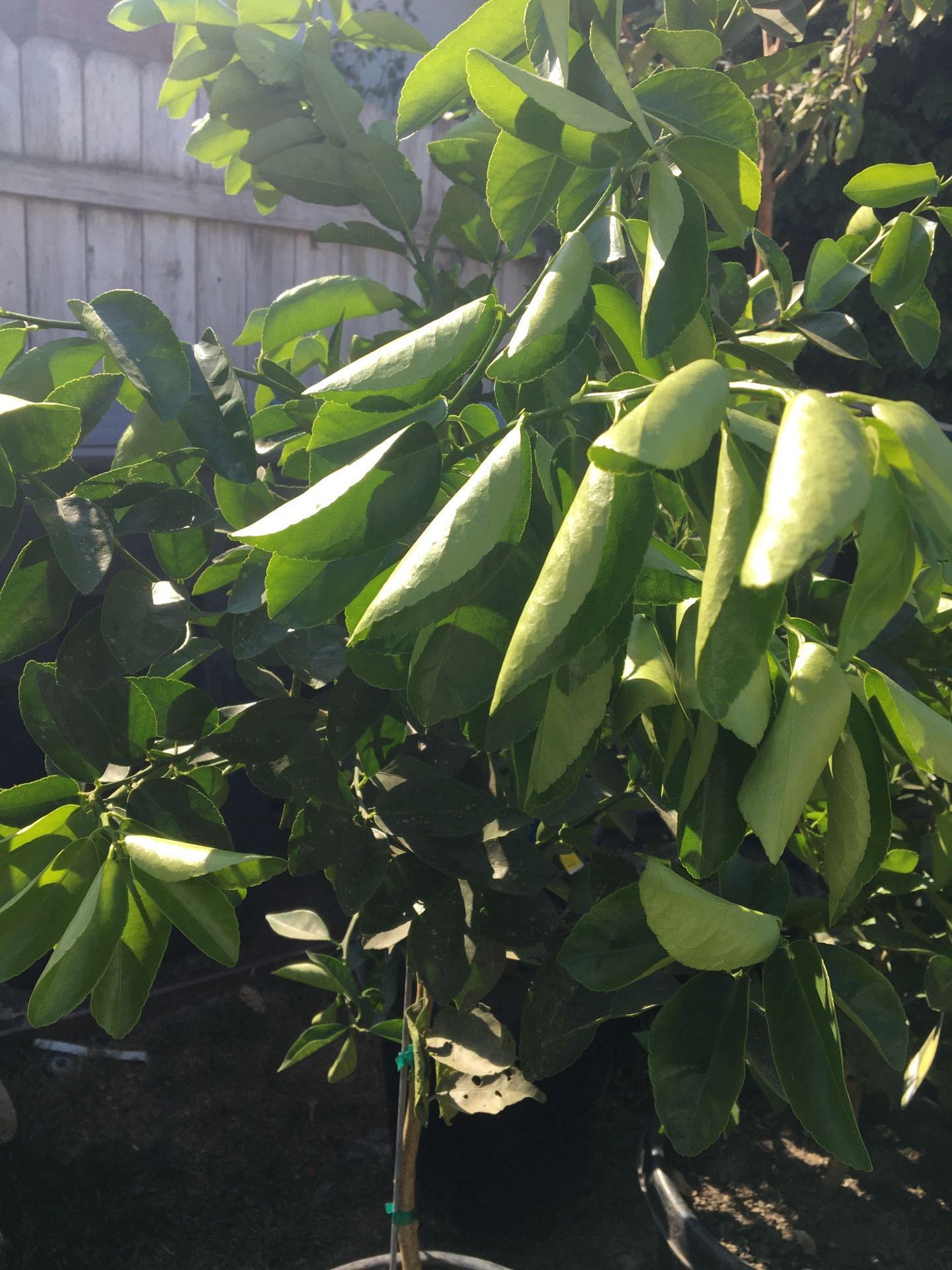 Bearss lime 15 galones
