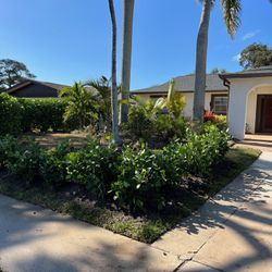 Clusias (Privacy Hedges)