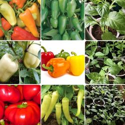 Pepper Plants For Sale Soon But Some Is Available Now Also 
