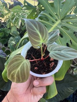 Philodendron El Choco