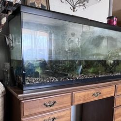 Fish Tank Aquarium 