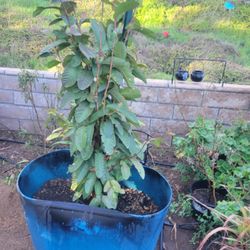 Guava Tree 🌳 White Color 