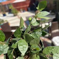 Hoya Eskimo Indoor Plants