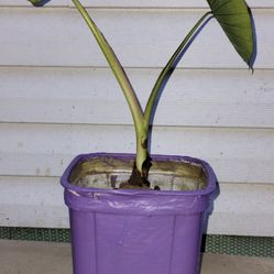 Elephants Ears Plant 