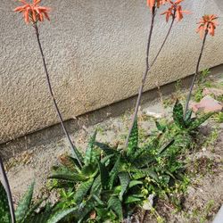Flowering Succulent Plants