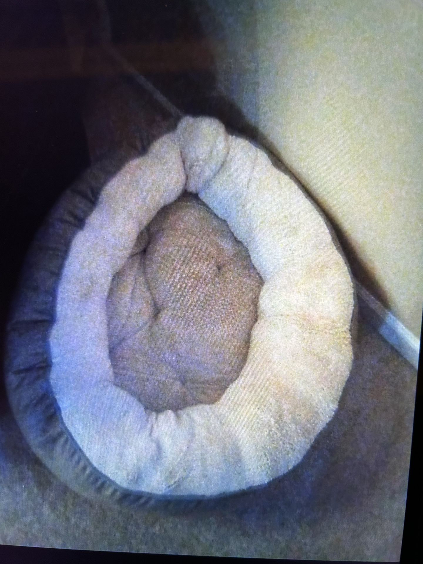 Large Dog Bed. NEW