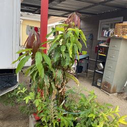 Mango Criollo 