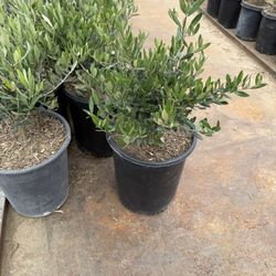 Little Ollie – Dwarf Olive