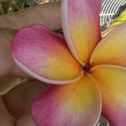 Fresh Plumeria Cuttings