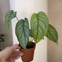 Monstera Siltipecana EL SALVADOR plant 