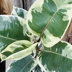 Variegated Rubber Tree Plant