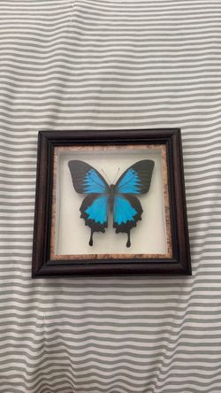 Butterfly Shadow Box