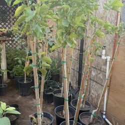 Pakistani Mulberry Trees Some Have Fruit 5ft And 4 1/2 The Tall $65 And $60 Each Price Firm