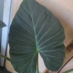Alocasia House Plant