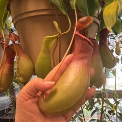 Pitcher plants , different types of Beautiful plants different prices and sizes cutting are available I'm located in Rowlett Tx if You're interested  