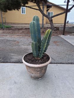 Cactu