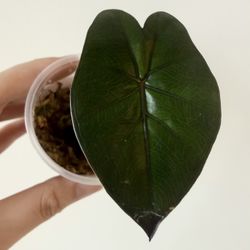 Alocasia Yucatan Princess Revert