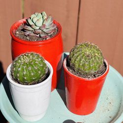 1 tray cute cactus and succulent