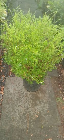 Diosma Pink  5 gl