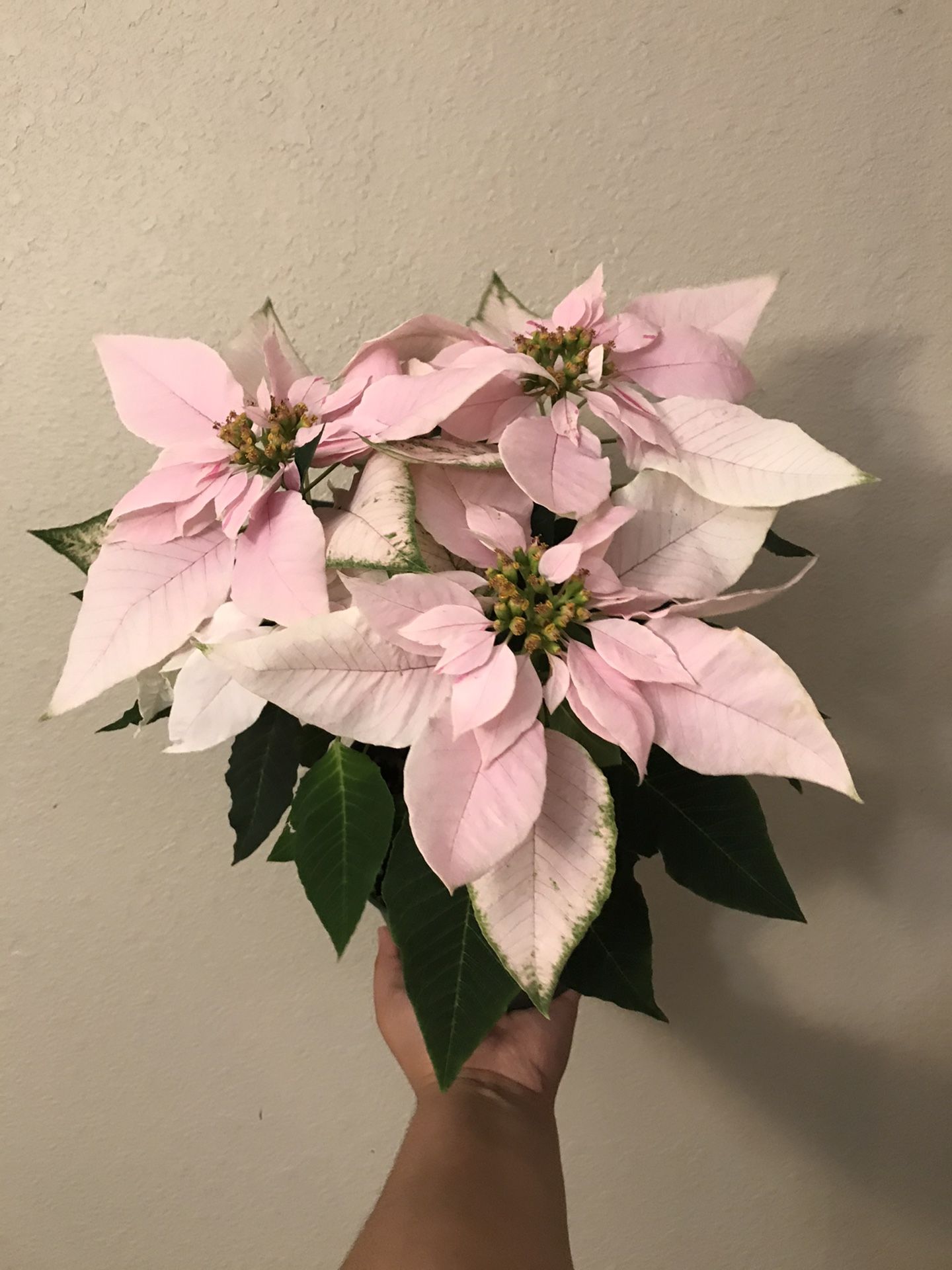 pink poinsettia flower plant