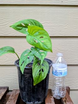 Swiss cheese Plant