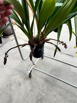 Cymbidium Jan Hunter