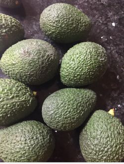 Hasss Avocado plant