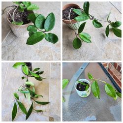 Beautiful Hoya Plants Bundle In Cute Pots 