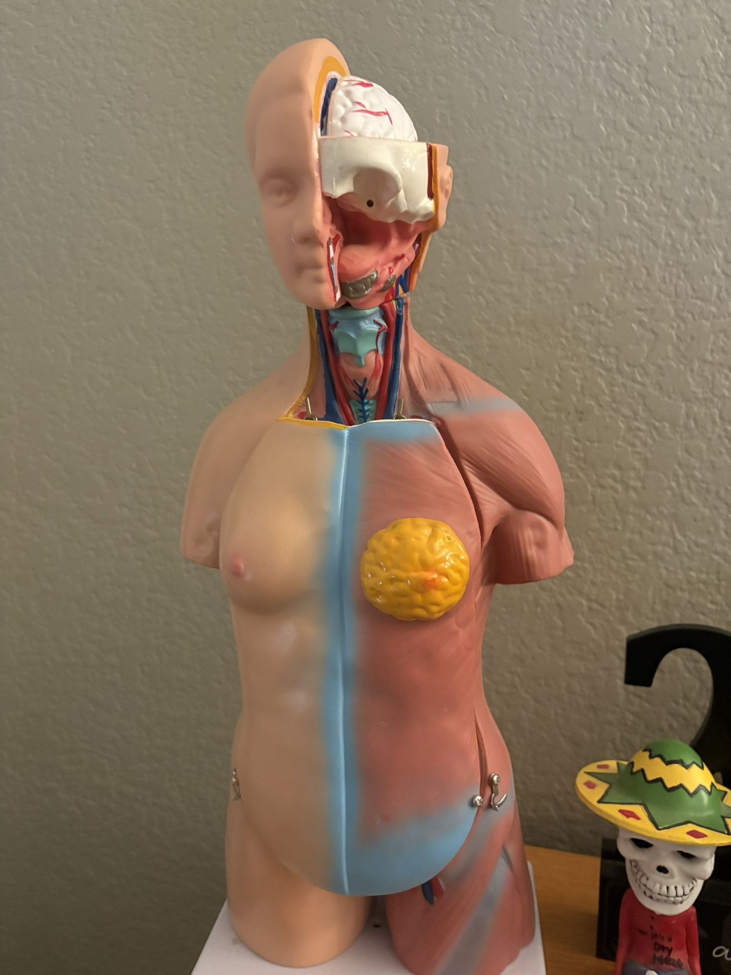 Male Anatomic Model