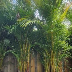 Spectacular Arecas Palms For Inmediate Privacy!!! About 8 Feet Tall!! Fertilized 