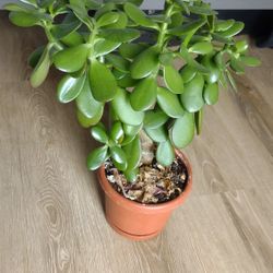 Jade Plant 