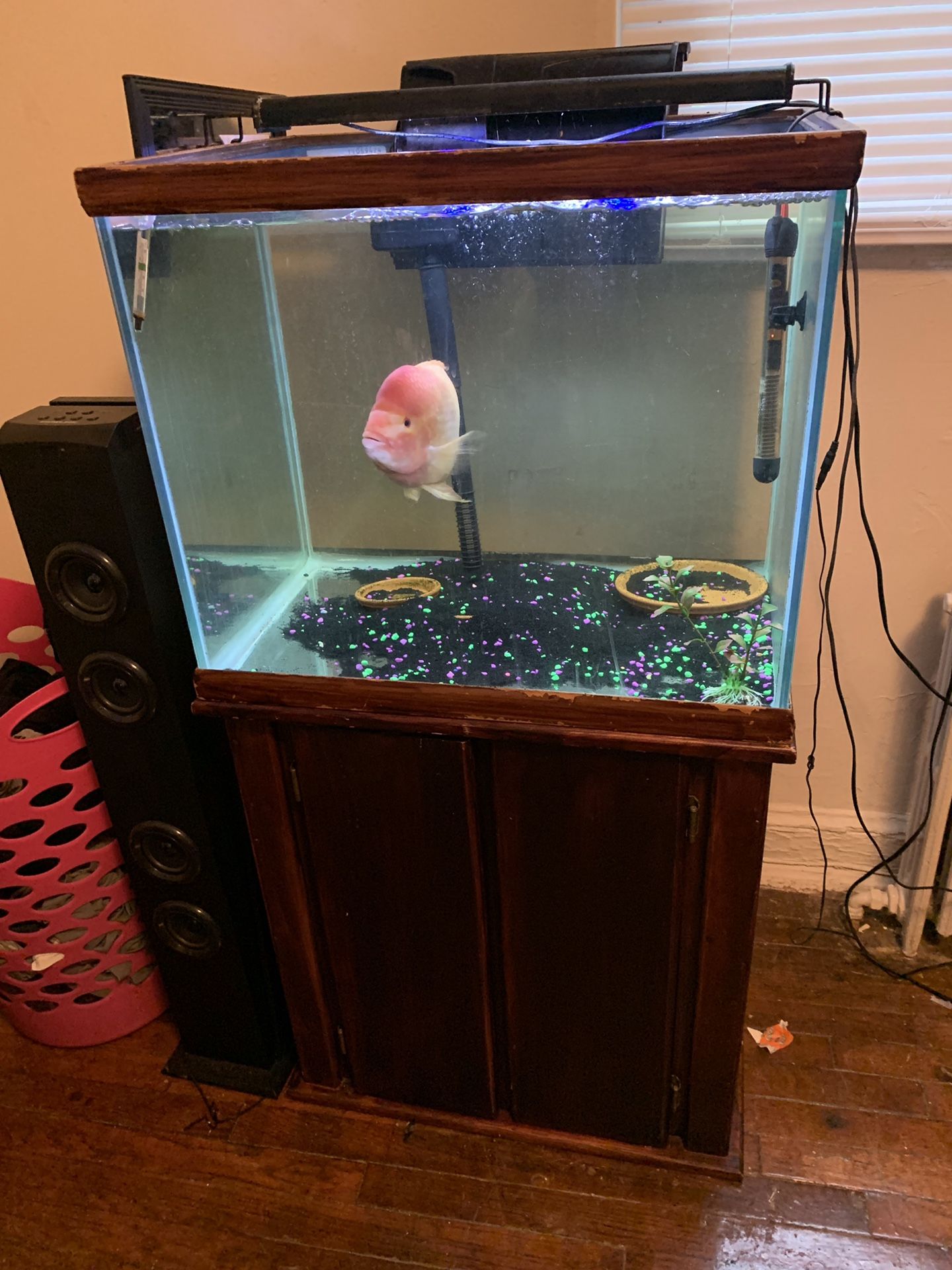 40 gallon cube fish tank