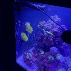 32 gallon fish tank