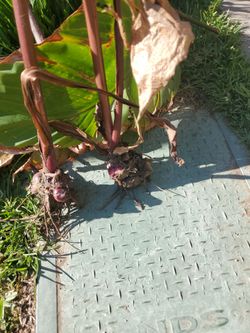 Free Some cannalily bulb