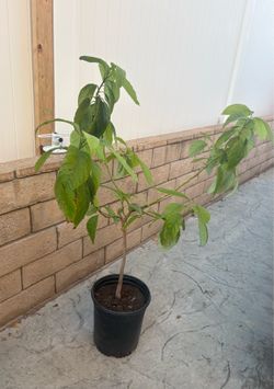 Avocado tree